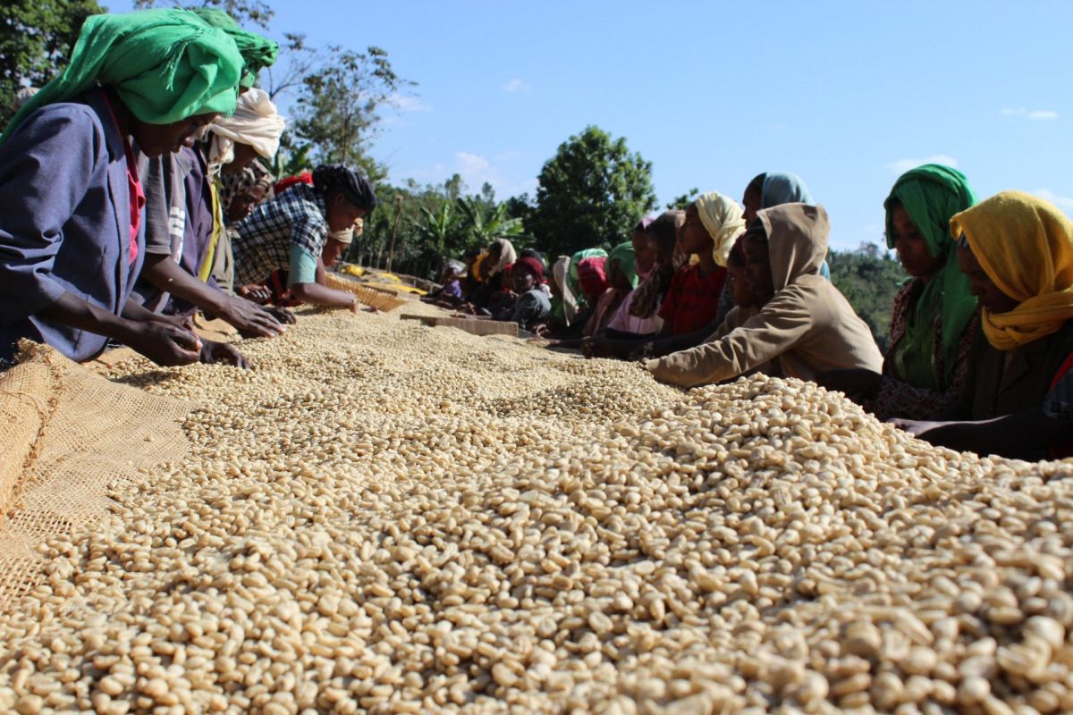 Ato Ethiopia, Guji Region