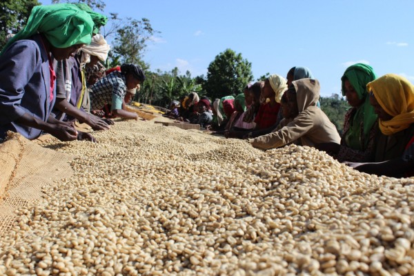 Ato Ethiopia, Guji Region