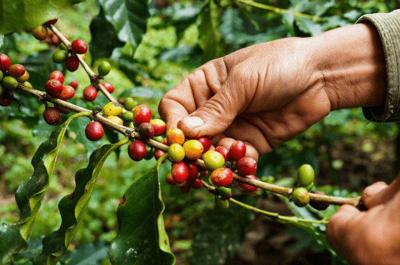 Gesha plant and cherry