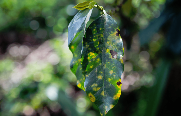 Coffee Rust