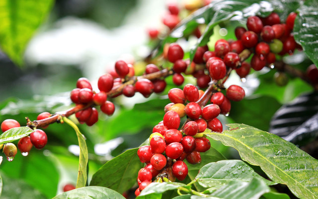 Geisha coffee