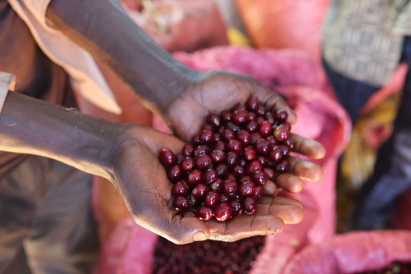Coffee cherries