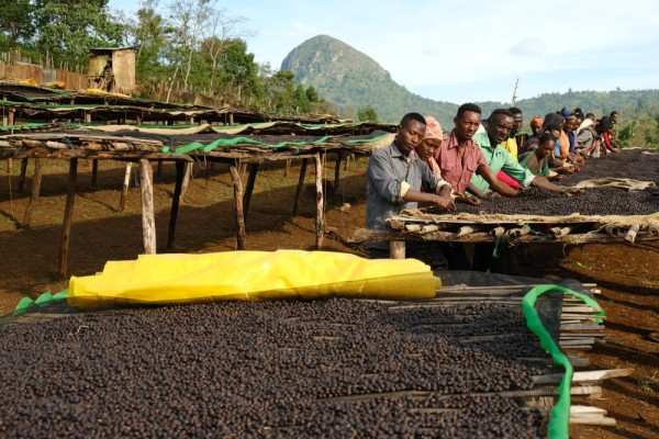 Biloya - Specialty Coffee In The Making Biloya - Specialty Coffee In The Making