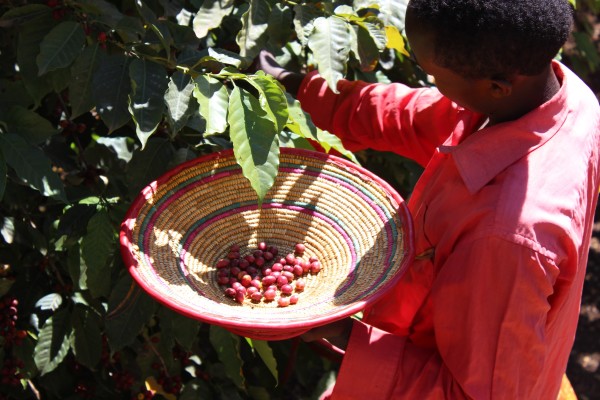 Chelichele Farm - Specialty Coffee In The Making Chelichele Farm - Specialty Coffee In The Making